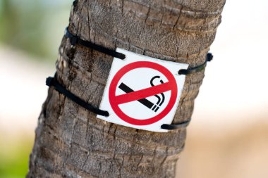 Palmiye ağacının gövdesinde sigara içilmiyor, yakın plan. Yüksek kalite fotoğraf