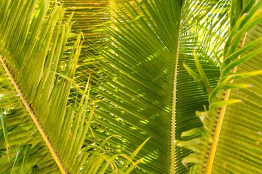 Büyük yeşil tropikal eğreltiotu yapraklarına yakın çekim. Yüksek kalite fotoğraf