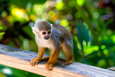 Komik küçük saimiri maymunu ormandaki ahşap bir çitte oturuyor. Maymun Diyarı Hayvanat Bahçesi 'ne gezi. Yüksek kalite fotoğraf