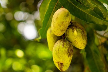 Ağaçta asılı duran yeşil mango meyvesi. Yüksek kalite fotoğraf