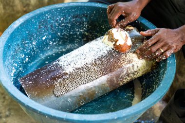 Hindistan cevizi yağı yapıyorum. Yakın plan eller hindistan cevizini rendeleyiciye sürtüyor. Dominik Cumhuriyeti. Yüksek kalite fotoğraf