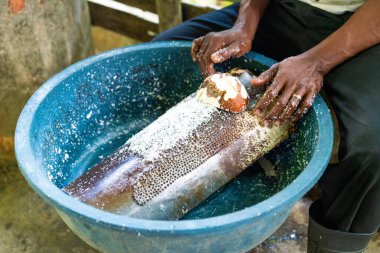 Hindistan cevizi yağı yapıyorum. Yakın plan eller hindistan cevizini rendeleyiciye sürtüyor. Dominik Cumhuriyeti. Yüksek kalite fotoğraf