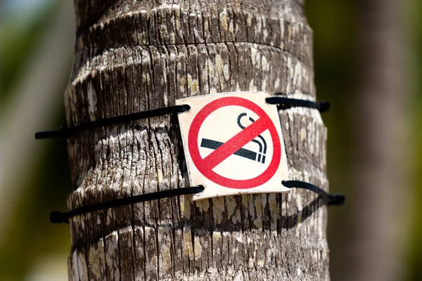 Немає Знаку Куріння Стовбурі Пальмового Дерева Крупним Планом Високоякісна Фотографія — стокове фото