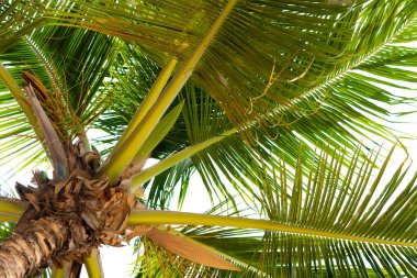 Bir palmiye ağacı ve yoğun yeşil yapraklar. Dominik Cumhuriyeti 'nin tropik bitki örtüsü. Yüksek kalite fotoğraf