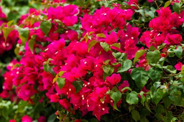 Pembe açelya çiçekleri ve çalılıklarda yeşil yapraklar. Baharda güzel bir tropikal bahçe. Nisan, Mayıs 'ta Rhododendron çiçek açma mevsimi. Azalea çiçek festivali. Rhododendron Ailesi. Yüksek kalite fotoğraf