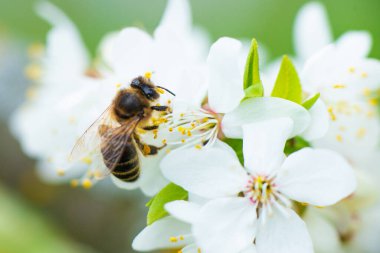 Bahar aylarında, beyaz kiraz çiçeğinin üzerinde bal arısına yakın çekim