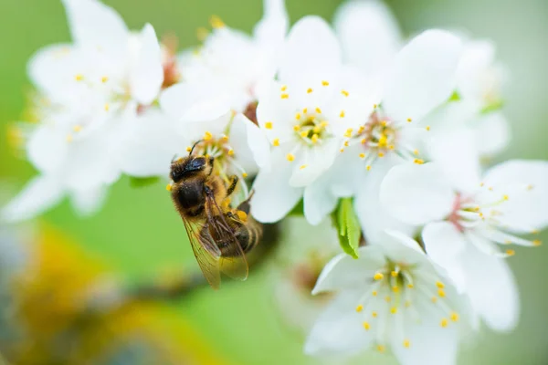 Close-up of a honey bee on a spring white cherry blossom — стоковое фото