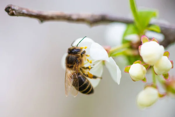 Close-up of a honey bee on a spring white cherry blossom — стоковое фото