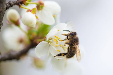 Close-up of a honey bee on a spring white cherry blossom. High quality photo