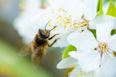 Bahar beyaz kiraz çiçeğinin üzerindeki bal arısının yakın çekimi. Yüksek kalite fotoğraf