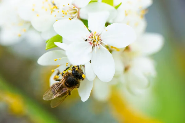 Close Honey Bee Spring White Cherry Blossom High Quality Photo — 스톡 사진