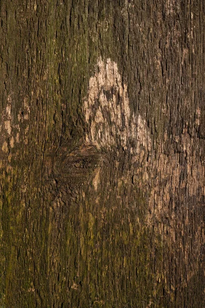 Fond Bois Brun Planche Bois Tronc Arbre Gros Plan Avec — Photo