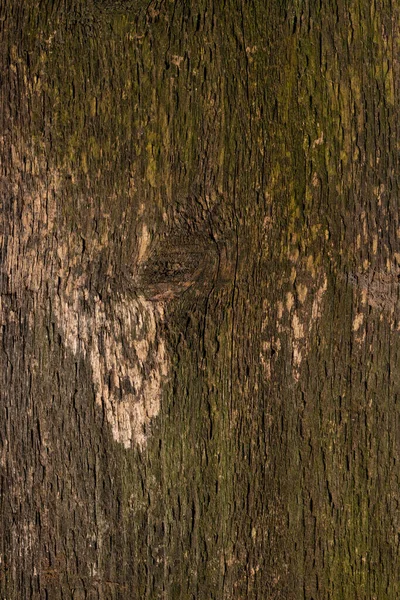 Brown Wood Background Wooden Plank Tree Trunk Close Roughness Cracks — Stockfoto