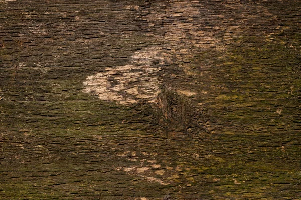 Brown Wood Background Wooden Plank Tree Trunk Close Roughness Cracks — Fotografie, imagine de stoc