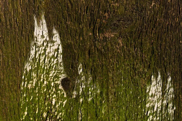 Kahverengi Ahşap Ağaç Gövdesinin Tahta Gövdesinde Yaşlanma Belirtileri Beyaz Kireç — Stok fotoğraf
