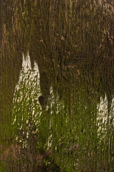 Kahverengi Ahşap Ağaç Gövdesinin Ahşap Gövdesi Pürüzlü Çatlaklı Yaşlanma Dengesizlik — Stok fotoğraf