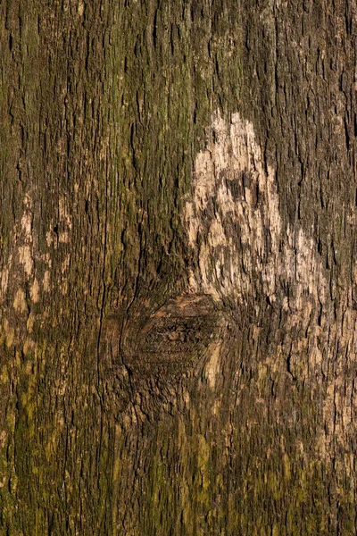 Brown Wood Background Wooden Plank Tree Trunk Close Roughness Cracks — Stock fotografie