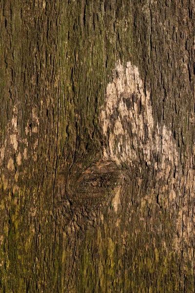 茶色の木の背景 老化や不均一な着色の兆候と木の幹のクローズアップの木製の板 高品質の写真 — ストック写真