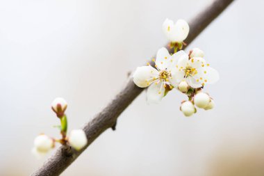 Bir dalda beyaz kiraz çiçekleri. İlkbaharda güzel çiçekler açar. Yüksek kalite fotoğraf