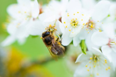 Bahar beyaz kiraz çiçeğinin üzerindeki bal arısının yakın çekimi. Yüksek kalite fotoğraf