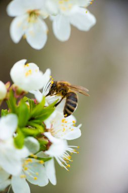 Bir bal arısı çiçek ve yeşilliğin arka planında beyaz bir kirazın bahar çiçeğinden nektar alır. Yakın plan. Yüksek kalite fotoğraf