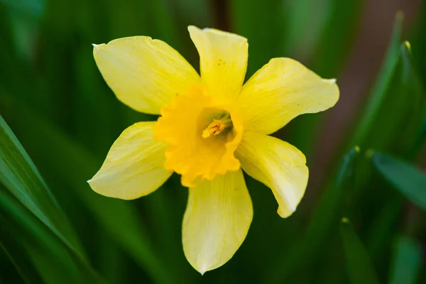 Close Yellow Narcissus Flower Green Blurred Grass Background High Quality — Stock Photo, Image