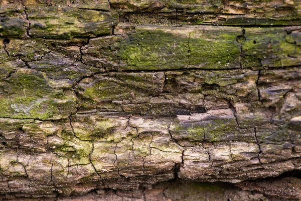 Casca Árvore Close Com Rachaduras Musgo Verde Foto Alta Qualidade — Fotografia de Stock