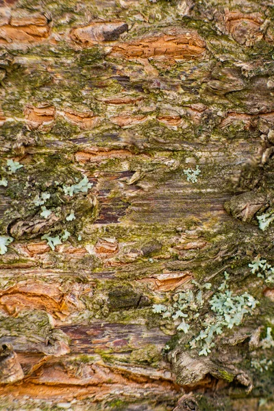 Boom Blaft Van Dichtbij Met Scheuren Groen Mos Hoge Kwaliteit — Stockfoto