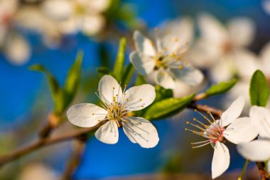Bahar çiçekleri. Mavi arka planda beyaz kiraz çiçekleri veya kayısı. Yüksek kalite fotoğraf