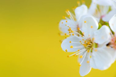 Kayısı dalında beyaz çiçekler, yakın plan. Bahar çiçekleri. Yüksek kalite fotoğraf
