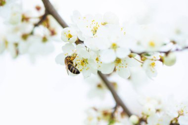 Beyaz kiraz çiçeğinin bahar çiçeğinin üzerindeki bal arısına yakın plan. Yüksek kalite fotoğraf