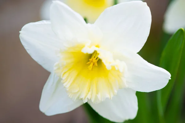 Uma Flor Narciso Branca Muito Bonita Com Pétalas Brancas Amarelas — Fotografia de Stock