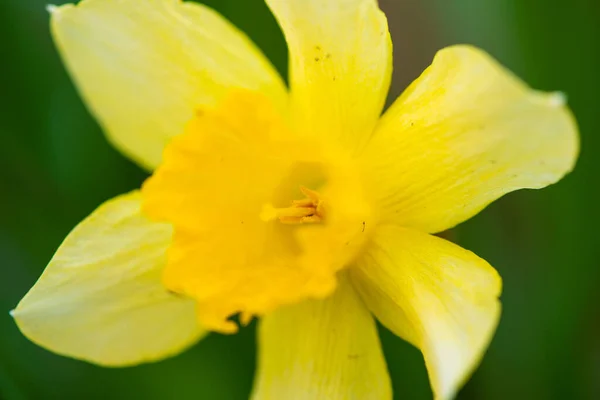 Close Yellow Narcissus Flower Green Blurred Grass Background High Quality — Stock Photo, Image