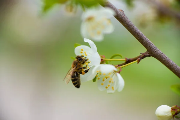Honey Bee Takes Nectar Spring Flower White Cherry Background Flowering — 스톡 사진