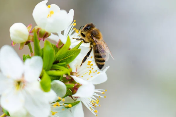 Honey Bee Takes Nectar Spring Flower White Cherry Background Flowering — стоковое фото