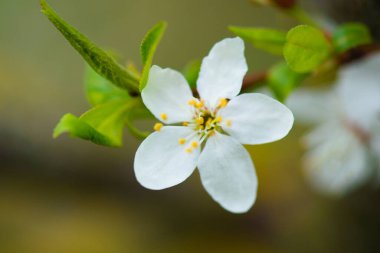 Yeşil bulanık bir arka planda dalda beyaz kiraz çiçekleri. İlkbaharda güzel çiçekler açar. Yüksek kalite fotoğraf