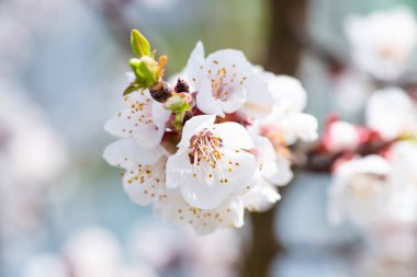 Bahar. Kayısı ağacından gelen beyaz çiçeklerle dolu bir dal bir bahçenin arka planına yakın plan. Yüksek kalite fotoğraf