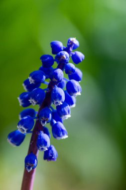 Bulanık yeşil çimenlere karşı güzel mavi üzüm sümbülü çiçeği. Çiçekli çan çiçekleri. Yüksek kalite fotoğraf