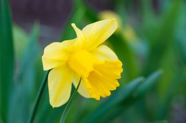 Yeşil bulanık çimen arka planında sarı narsisli çiçeğe yakın plan. Yüksek kalite fotoğraf