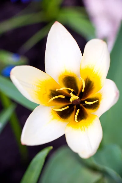 Bílý Tulipán Květ Zblízka Zeleném Pozadí Pohled Černý Žlutý Střed — Stock fotografie