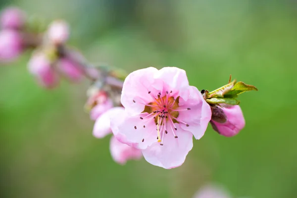 Весной Ветка Нежными Розовыми Цветами Абрикосового Дерева Крупным Планом Зеленом — стоковое фото