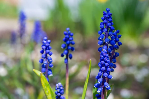 Beautiful Flower Blue Grape Hyacinth Blurred Green Grass Flowering Bluebells — Stock Photo, Image