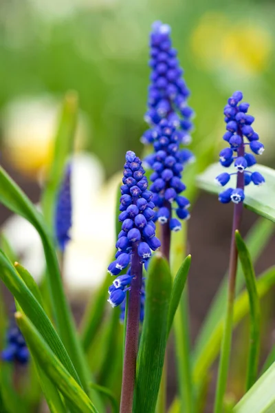 Piękny Kwiat Niebieskiego Hiacyntu Winogronowego Przeciwko Rozmytej Zielonej Trawie Kwitnące — Zdjęcie stockowe