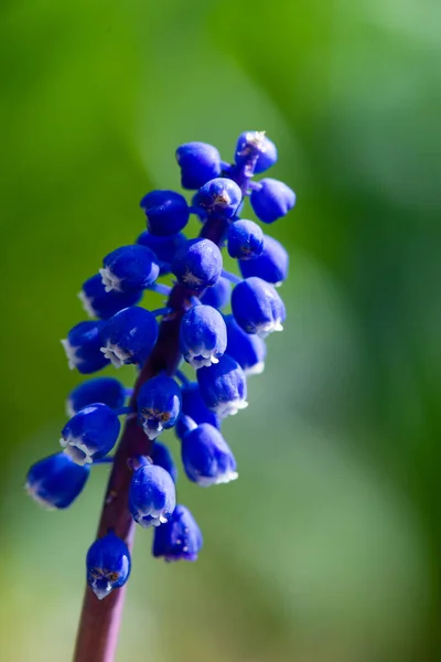 Beautiful Flower Blue Grape Hyacinth Blurred Green Grass Flowering Bluebells — Stock Photo, Image