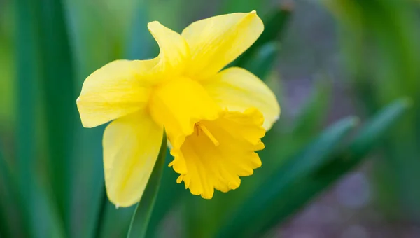Yeşil Bulanık Çimen Arka Planında Sarı Narsisli Çiçeğe Yakın Plan — Stok fotoğraf