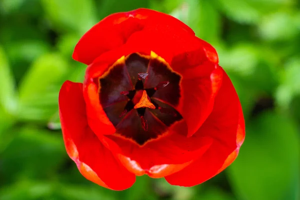 Yeşil Arka Planda Parlak Kırmızı Lale Çiçeği Erkeklik Organı Erkeklik — Stok fotoğraf