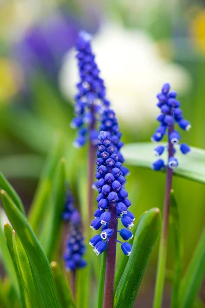 Beautiful Flower Blue Grape Hyacinth Blurred Green Grass Flowering Bluebells — Stock Photo, Image