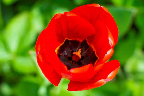 Yeşil Arka Planda Parlak Kırmızı Lale Çiçeği Erkeklik Organı Erkeklik — Stok fotoğraf