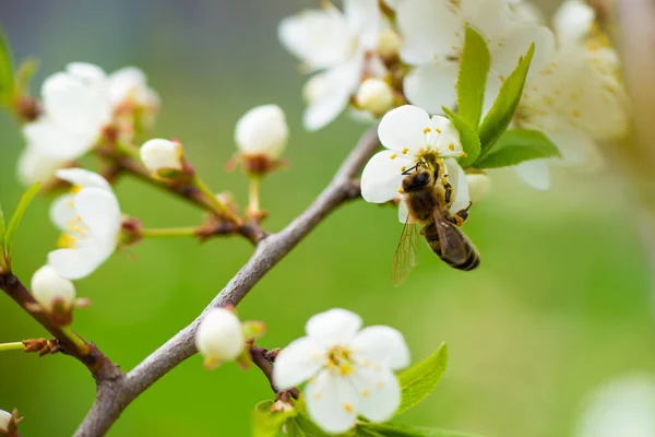 Honey Bee Takes Nectar Spring Flower White Cherry Background Flowering — стоковое фото