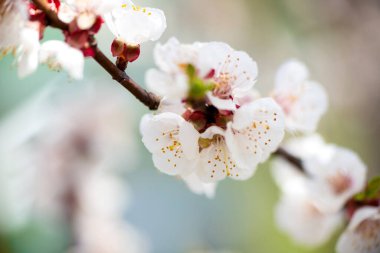 Bahar. Kayısı ağacından gelen beyaz çiçeklerle dolu bir dal bir bahçenin arka planına yakın plan. Yüksek kalite fotoğraf
